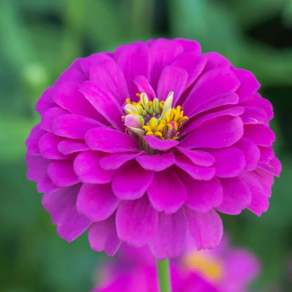 Yellow Pink Zinnia Flower seeds for Planting Easy to Grow Heirloom & GMO Free Seeds for Home Garden