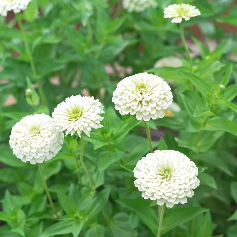 Heirloom White Zinnia Salmon Flower seeds for Planting Vibrant Colors Heirloom & GMO Free Seeds for Home Garden
