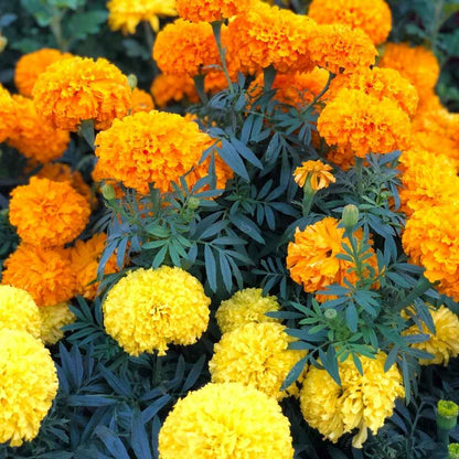 Mixed African Marigold Flower seeds for Planting - Sun Loving, Heirloom & GMO Free Seeds for Home Garden