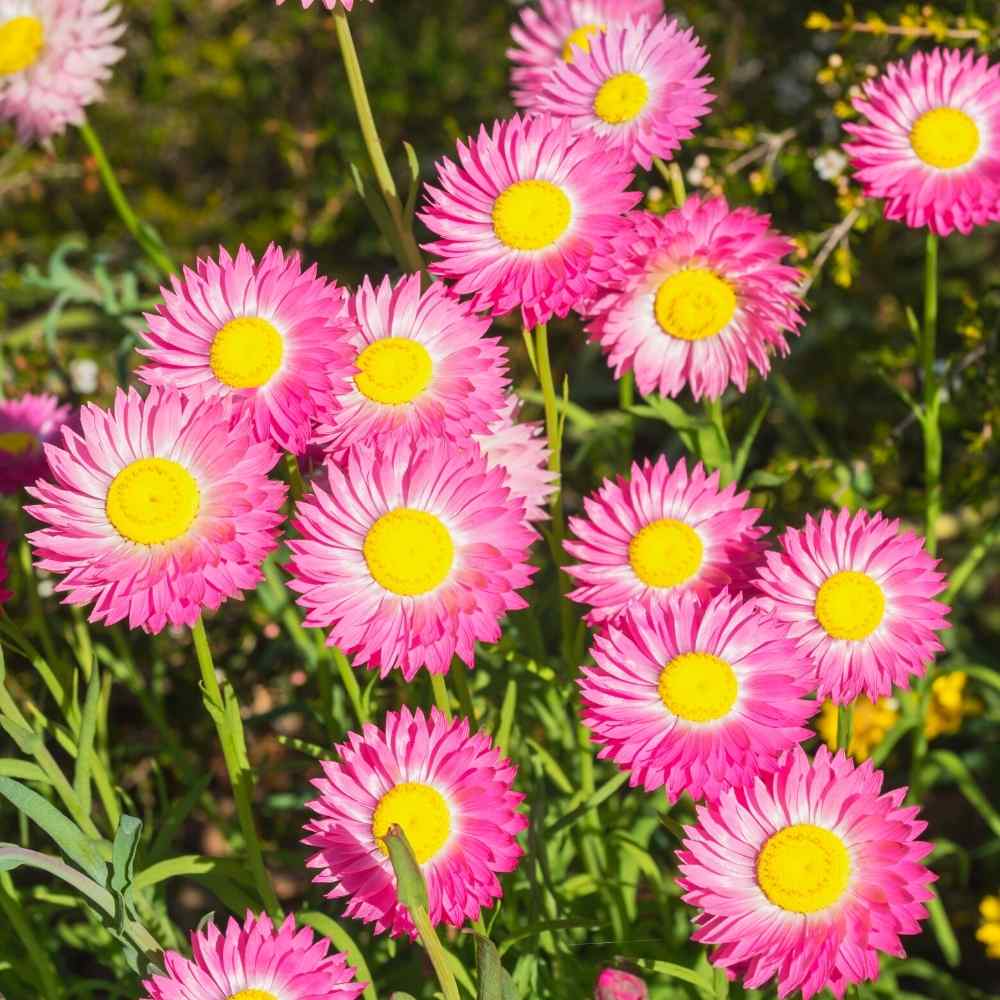 Paper Acroclinium Flower seeds for Planting Sun Loving, Heirloom & GMO Free Seeds for Home Garden vegetable and garden seeds