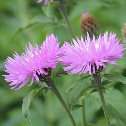 Cirsium Muticum Flower seeds for Planting Drought Tolerant, Heirloom & GMO Free Seeds for Home Garden seeds for planting