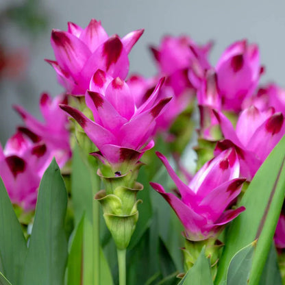 Curcuma (Curcuma Alismatifolia) seeds for planting in home garden