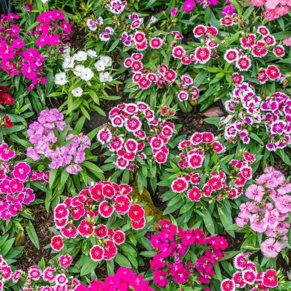 Dianthus Flower seeds for Planting Shade Tolerant Heirloom & GMO Free Seeds for Home Garden