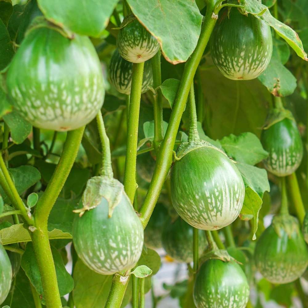 Green Eggplant Seeds For Planting Vegetable Seeds