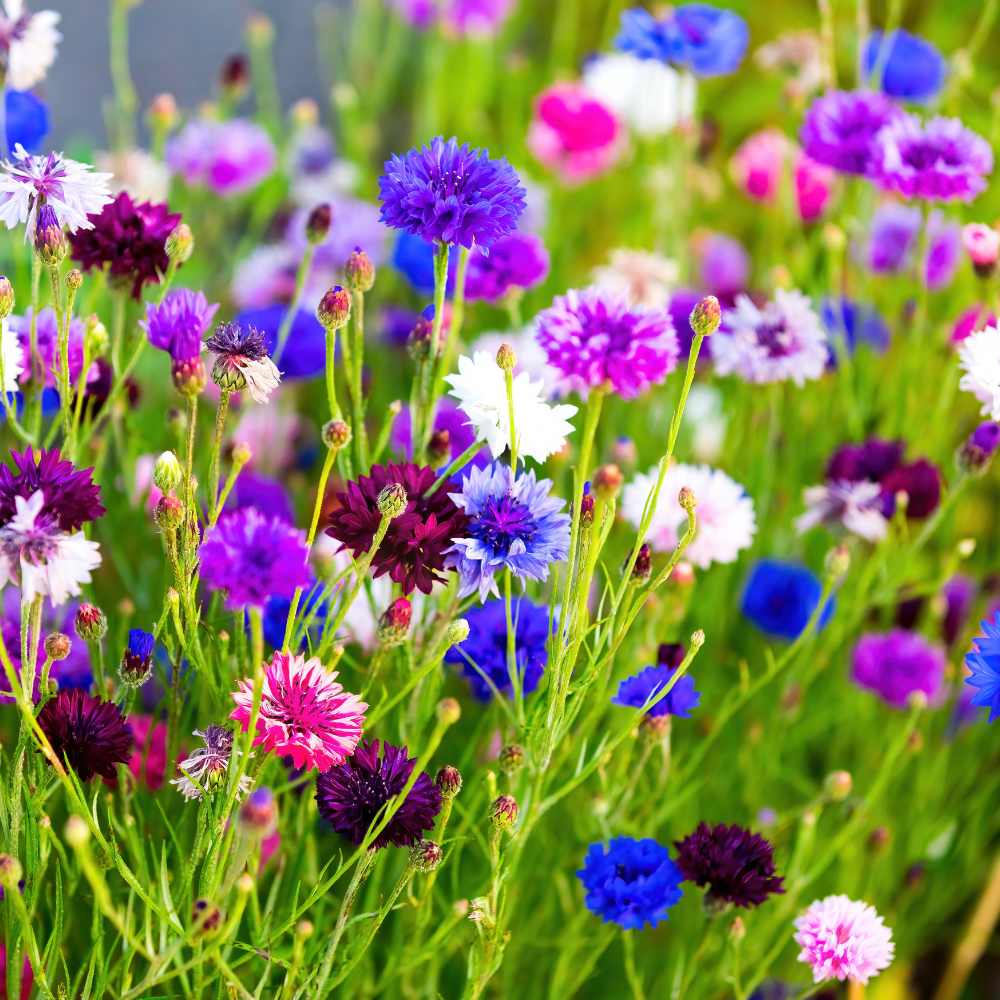 Cornflower Polka Dot Flower seeds for Planting Long Bloom Season Heirloom & GMO Free Seeds for Home Garden