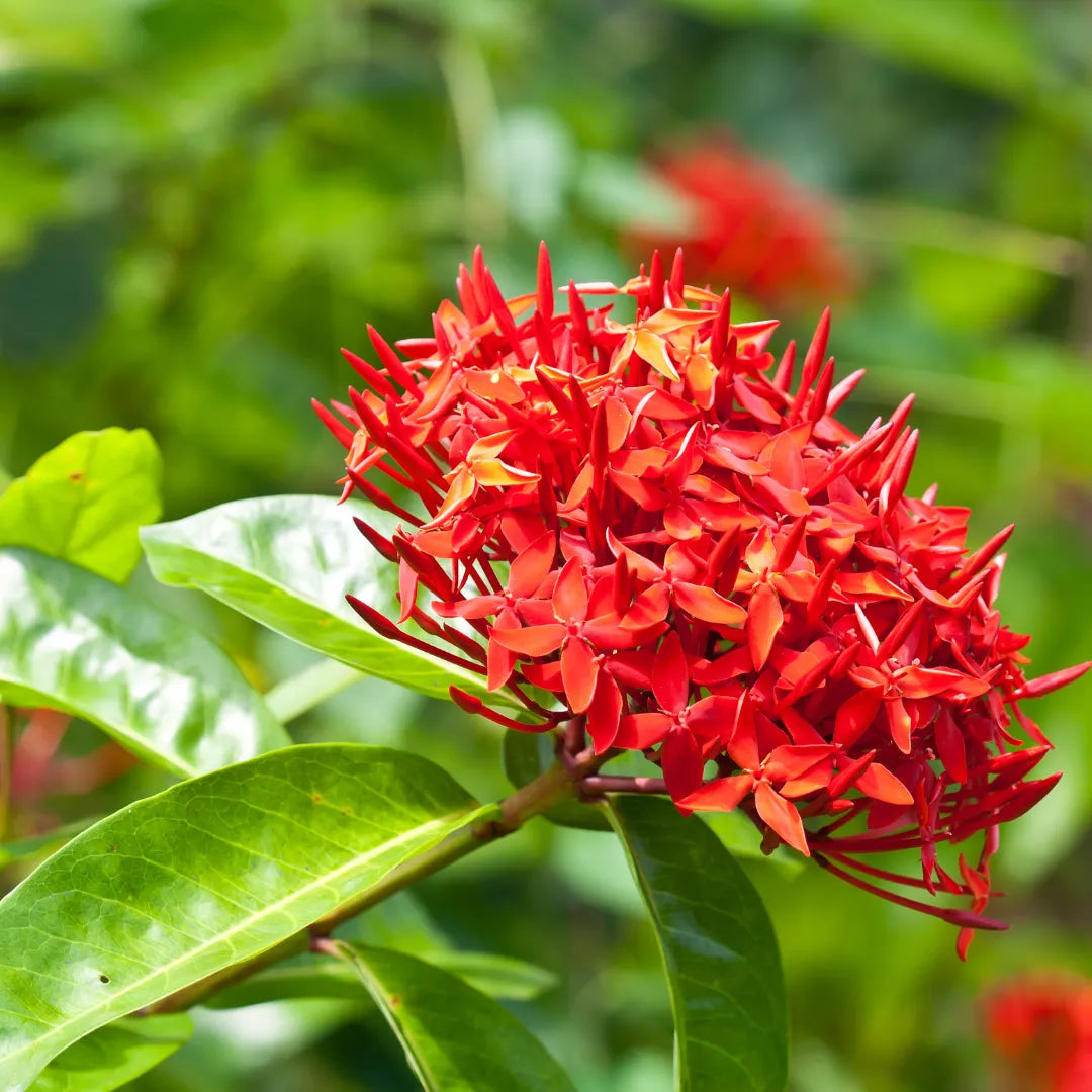 Ixora Flower seeds for Planting Fragrant Blossoms, Heirloom & GMO Free Seeds for Home Garden vegetable and garden seeds