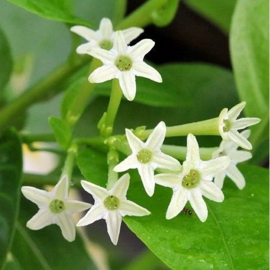Heirloom Raat Ki Rani Flower seeds for Planting Long Bloom Season Heirloom & GMO Free Seeds for Home Garden
