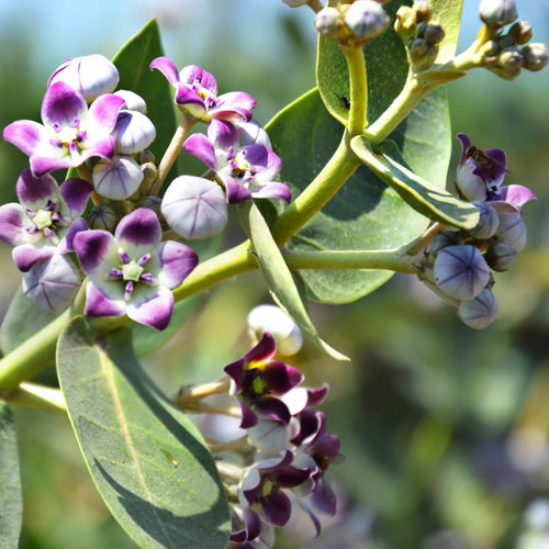 Premium Calotropis Flower seeds for Planting Drought Tolerant, Heirloom & GMO Free Seeds for Home Garden seeds