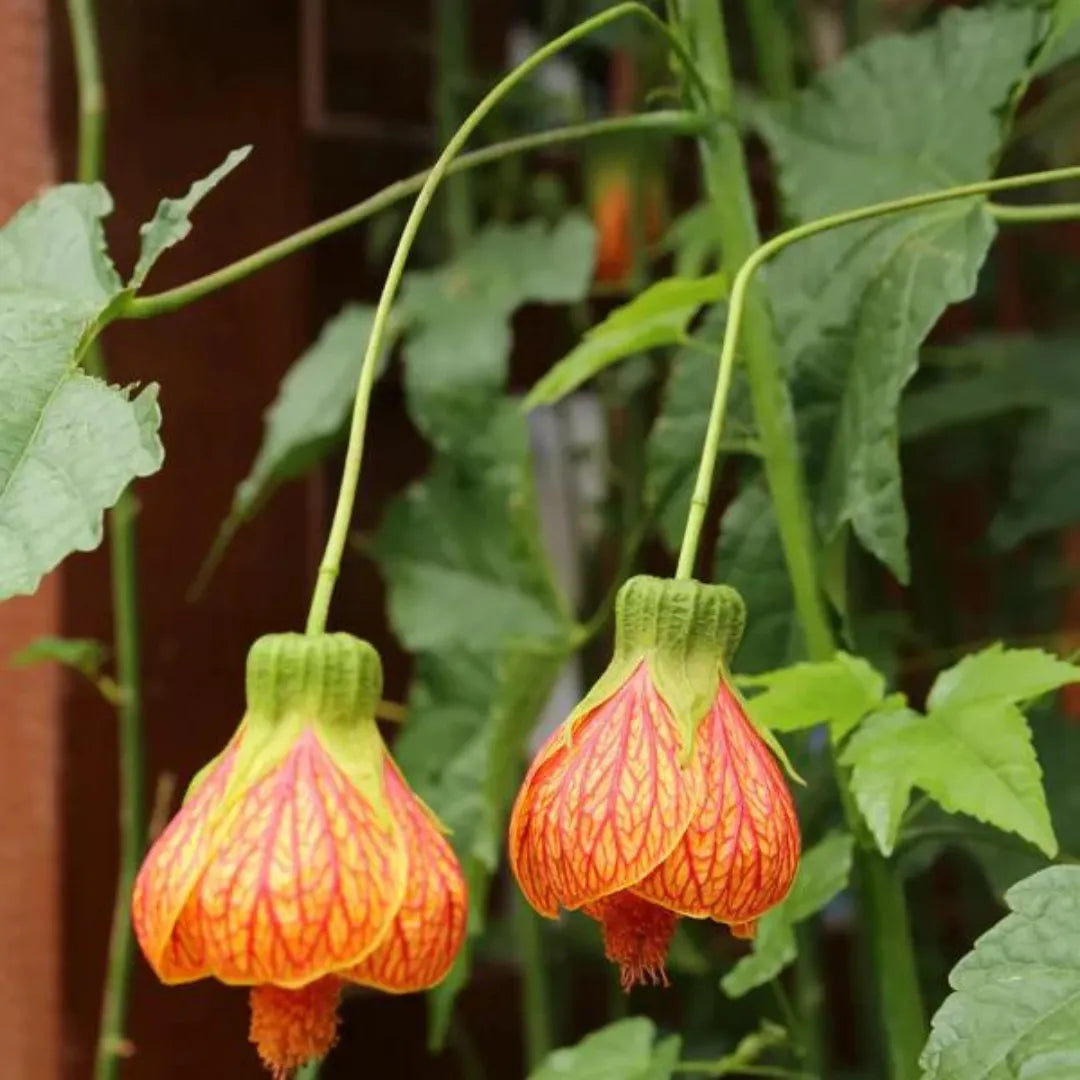 Abutilon Flower seeds for Planting Premium Quality Heirloom & GMO Free Seeds for Home Garden