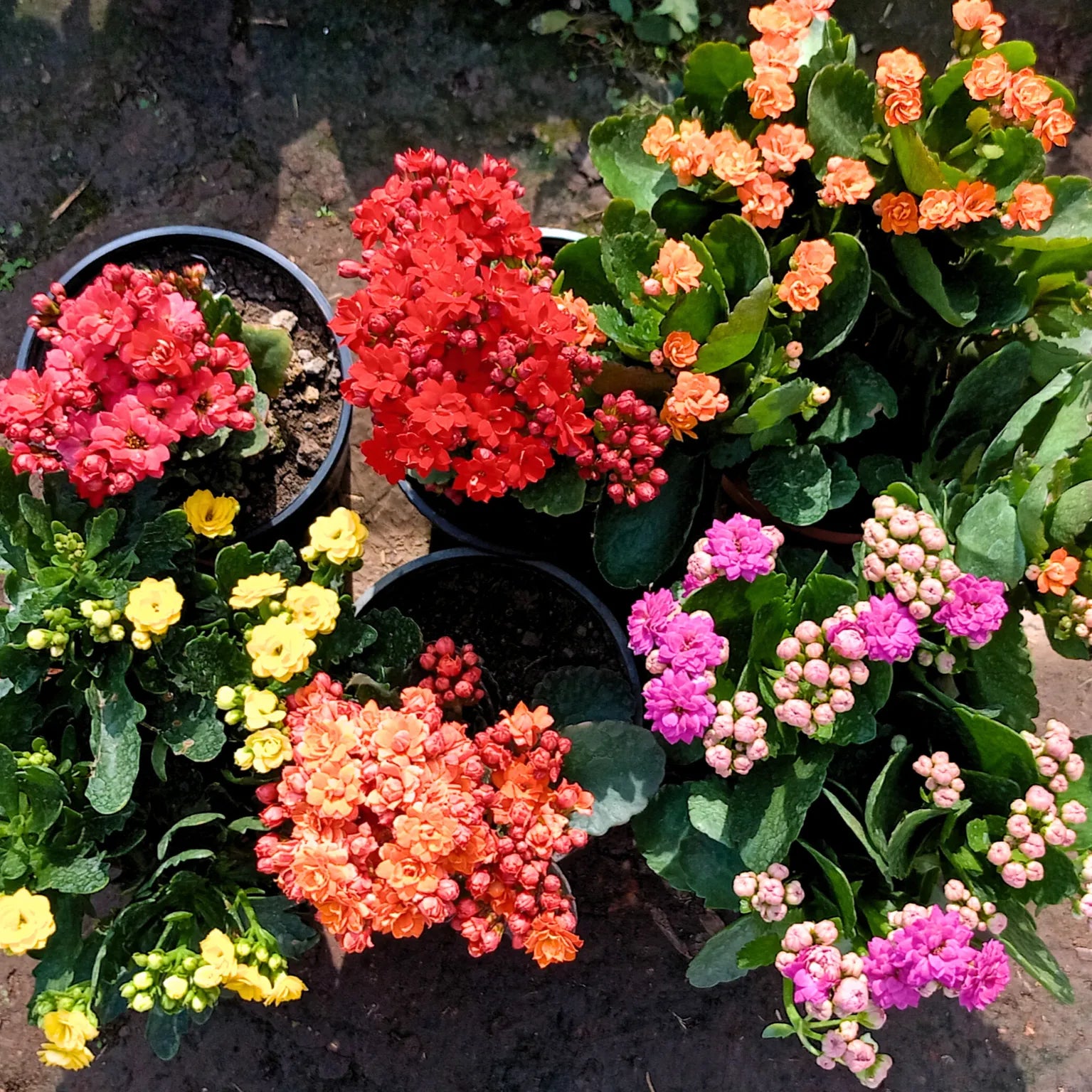 High quality Multi Color Kalanchoe Flower seeds for Planting Bright Blooms, Heirloom & GMO Free Seeds for Home Garden seeds pack