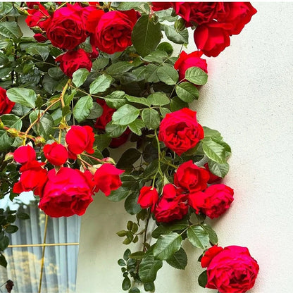Climbing Rose Flower seeds for Planting Garden Favorite Heirloom & GMO Free Seeds for Home Garden