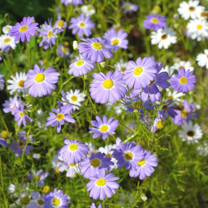 Brachyscome Flower seeds for Planting Bright Blooms Heirloom & GMO Free Seeds for Home Garden