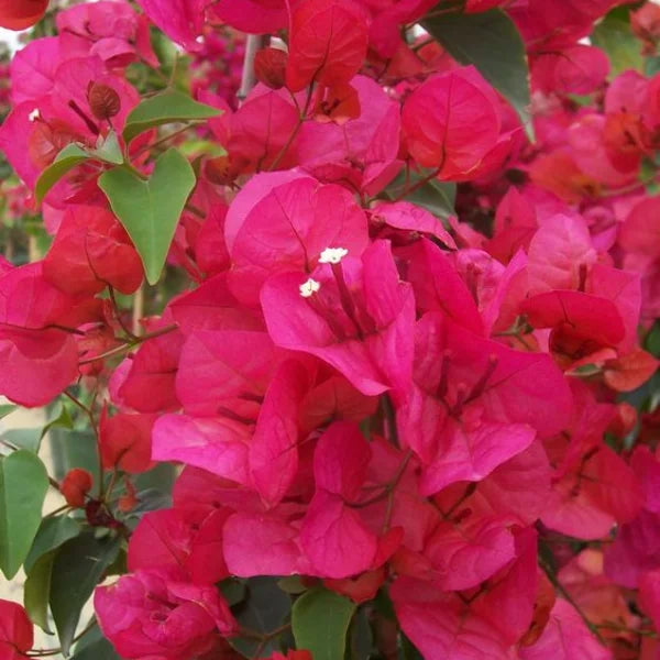Pink Bougainvillea Flower seeds for Planting Sun Loving, Heirloom & GMO Free Seeds for Home Garden seeds for planting