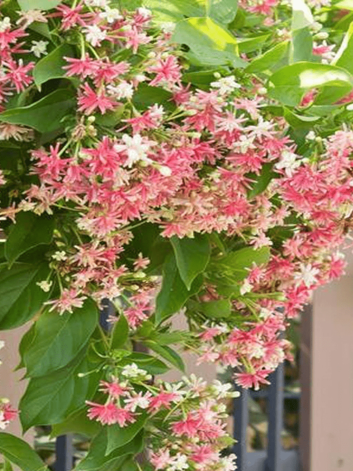 Quispualis Indica Flower seeds for Planting Cut Flower Favorite, Heirloom & GMO Free Seeds for Home Garden vegetable and garden seeds
