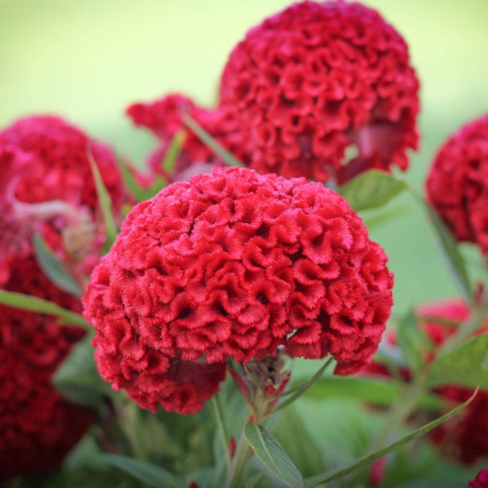 Celosia Flower seeds for Planting Fragrant Blossoms Heirloom & GMO Free Seeds for Home Garden
