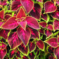 Coleus Flower seeds for Planting Drought Tolerant Heirloom & GMO Free Seeds for Home Garden seeds for planting