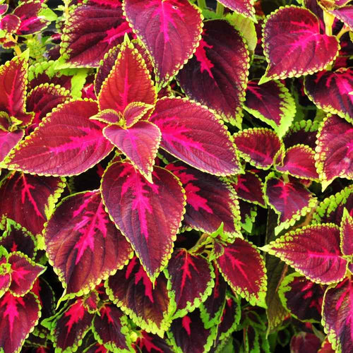 Coleus Flower seeds for Planting Drought Tolerant Heirloom & GMO Free Seeds for Home Garden seeds for planting