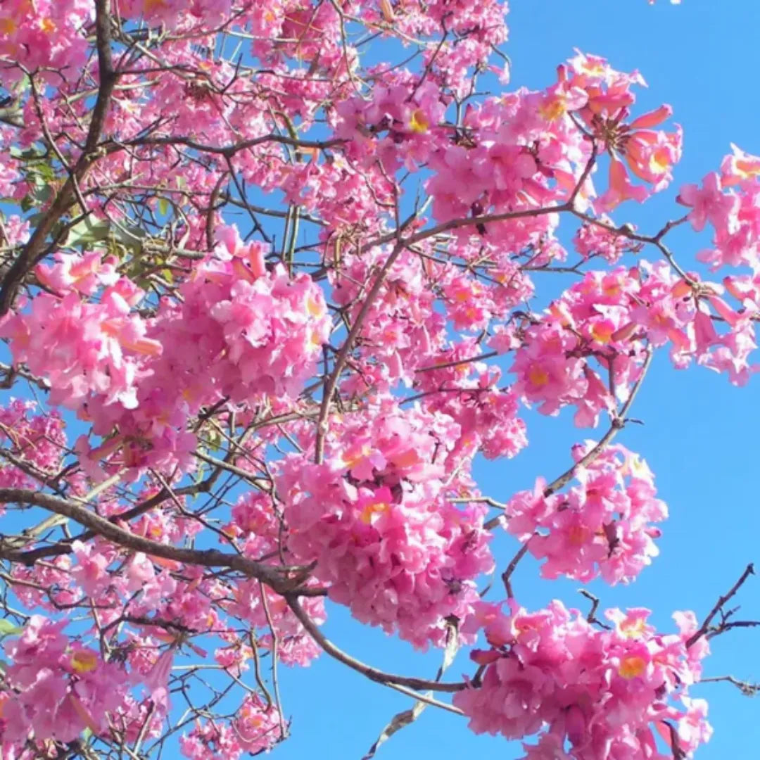 Pink Jacaranda Mimosifolia Flower seeds for Planting Compact Growth Heirloom & GMO Free Seeds for Home Garden