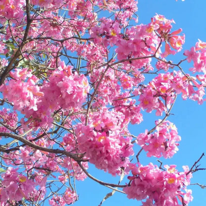 Pink Jacaranda Mimosifolia Flower seeds for Planting Compact Growth Heirloom & GMO Free Seeds for Home Garden