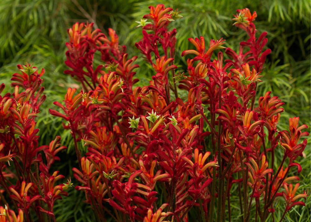 Kangaroo Paw Flower seeds for Planting - Long Bloom Season, Heirloom & GMO Free Seeds for Home Garden