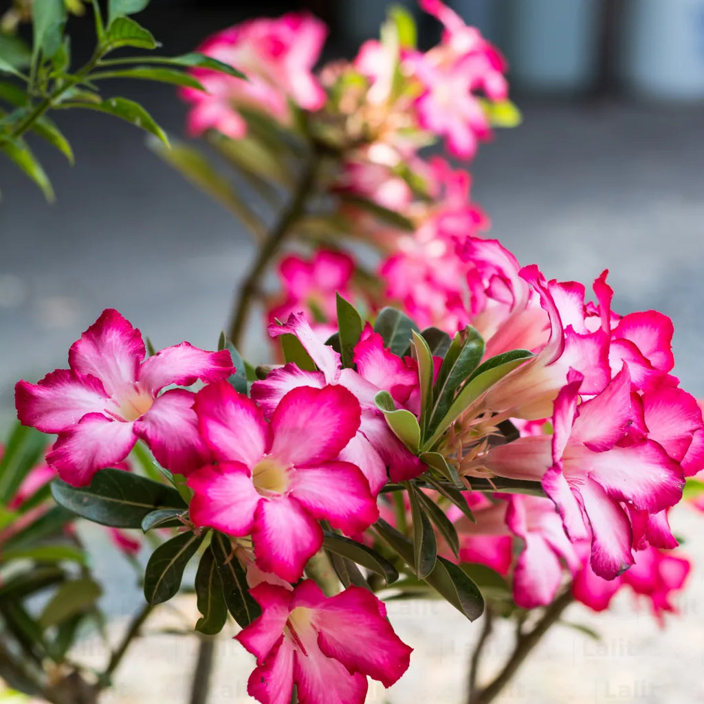 Wüstenrose Flower seeds for Planting Seasonal Bloomer, Heirloom & GMO Free Seeds for Home Garden seeds for planting