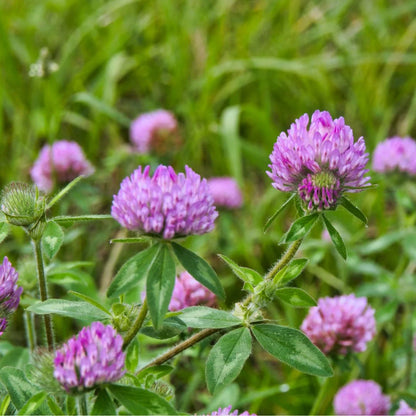 Clover Flower seeds for Planting Sun Loving Heirloom & GMO Free Seeds for Home Garden