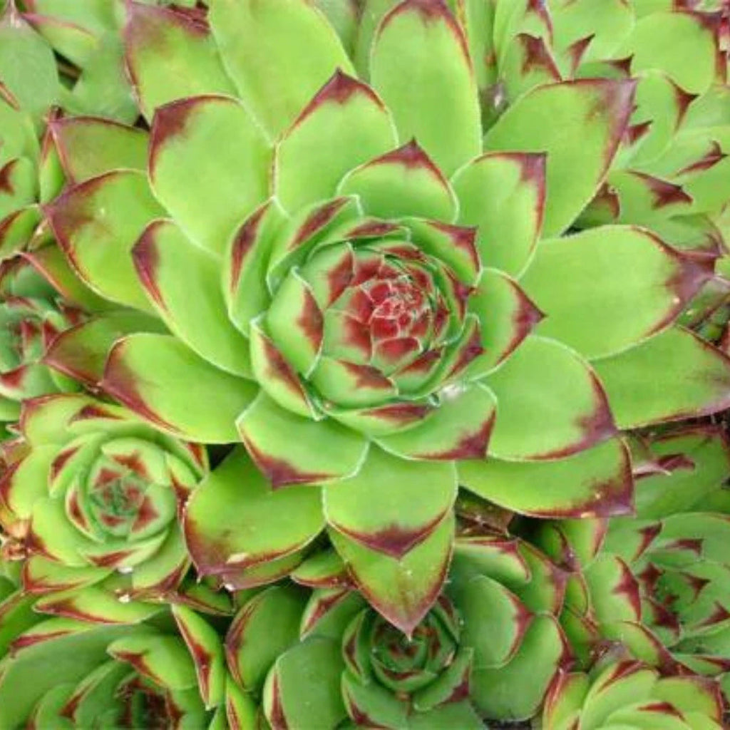 Green Sempervivum Flower seeds for Planting Perfect for Borders, Heirloom & GMO Free Seeds for Home Garden seeds for planting