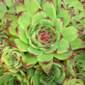 Green Sempervivum Flower seeds for Planting Perfect for Borders, Heirloom & GMO Free Seeds for Home Garden seeds for planting