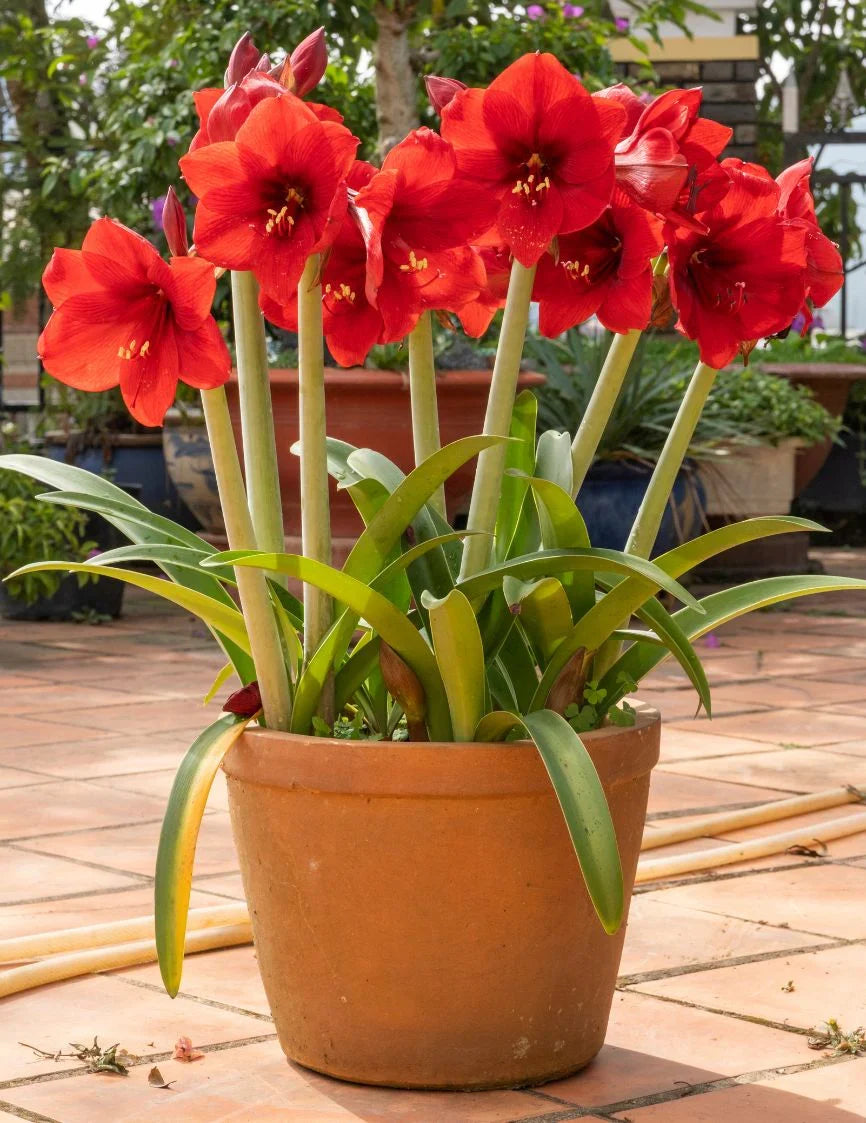 Hippeastrum Rutilum Mixed Flower seeds for Planting Shade Tolerant, Heirloom & GMO Free Seeds for Home Garden vegetable and garden seeds