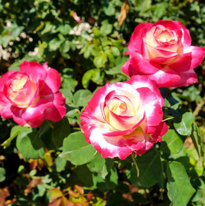 Double (Double Delight) seeds for planting in home garden