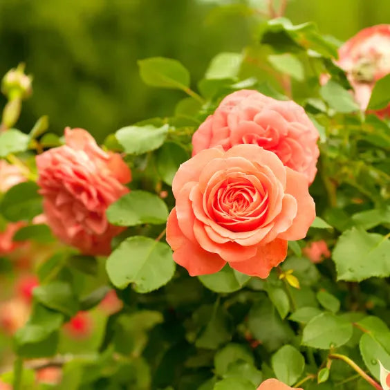 Goldish Yellow Rose Flower seeds for Planting Drought Tolerant, Heirloom & GMO Free Seeds for Home Garden seeds for planting