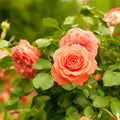 Goldish Yellow Rose Flower seeds for Planting Drought Tolerant, Heirloom & GMO Free Seeds for Home Garden seeds for planting