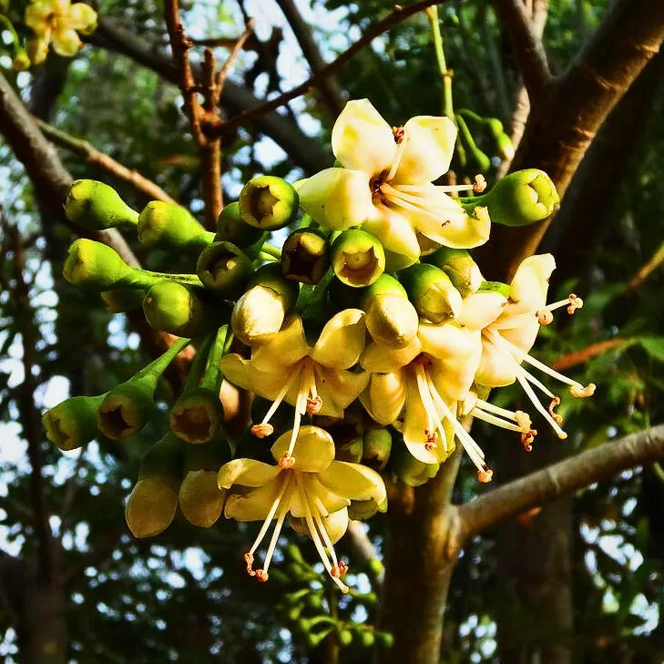 Green Ceiba Pentandra Flower seeds for Planting Perfect for Borders, Heirloom & GMO Free Seeds for Home Garden Sale seeds for planting