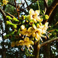 Green Ceiba Pentandra Flower seeds for Planting Perfect for Borders, Heirloom & GMO Free Seeds for Home Garden Sale seeds for planting