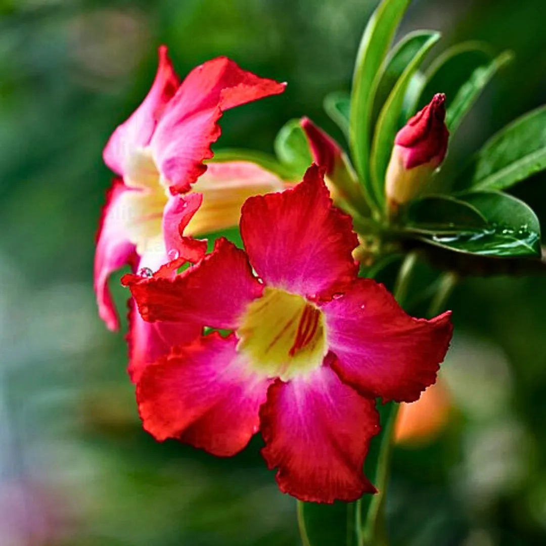 Adenium Obesum Flower seeds for Planting Compact Growth Heirloom & GMO Free Seeds for Home Garden