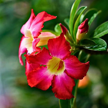 Adenium Obesum Flower seeds for Planting Compact Growth Heirloom & GMO Free Seeds for Home Garden
