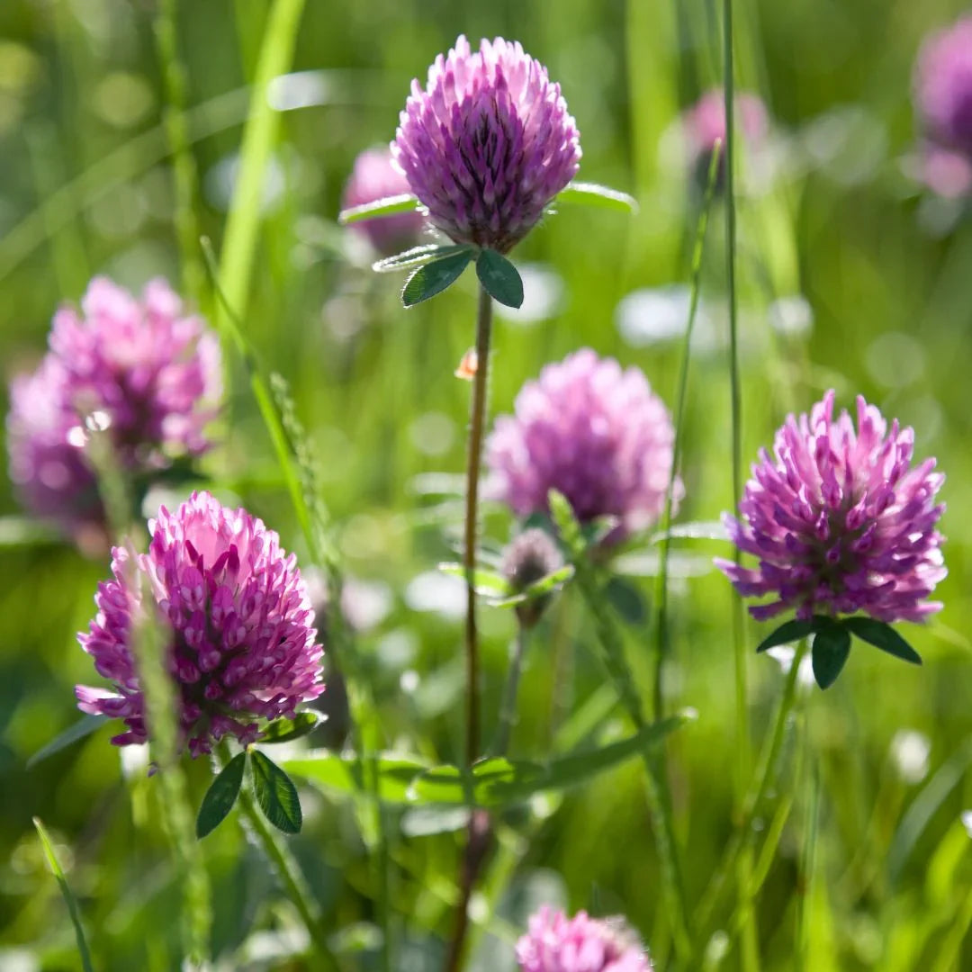 Meadow Clover Flower seeds for Planting Sun Loving Heirloom & GMO Free Seeds for Home Garden