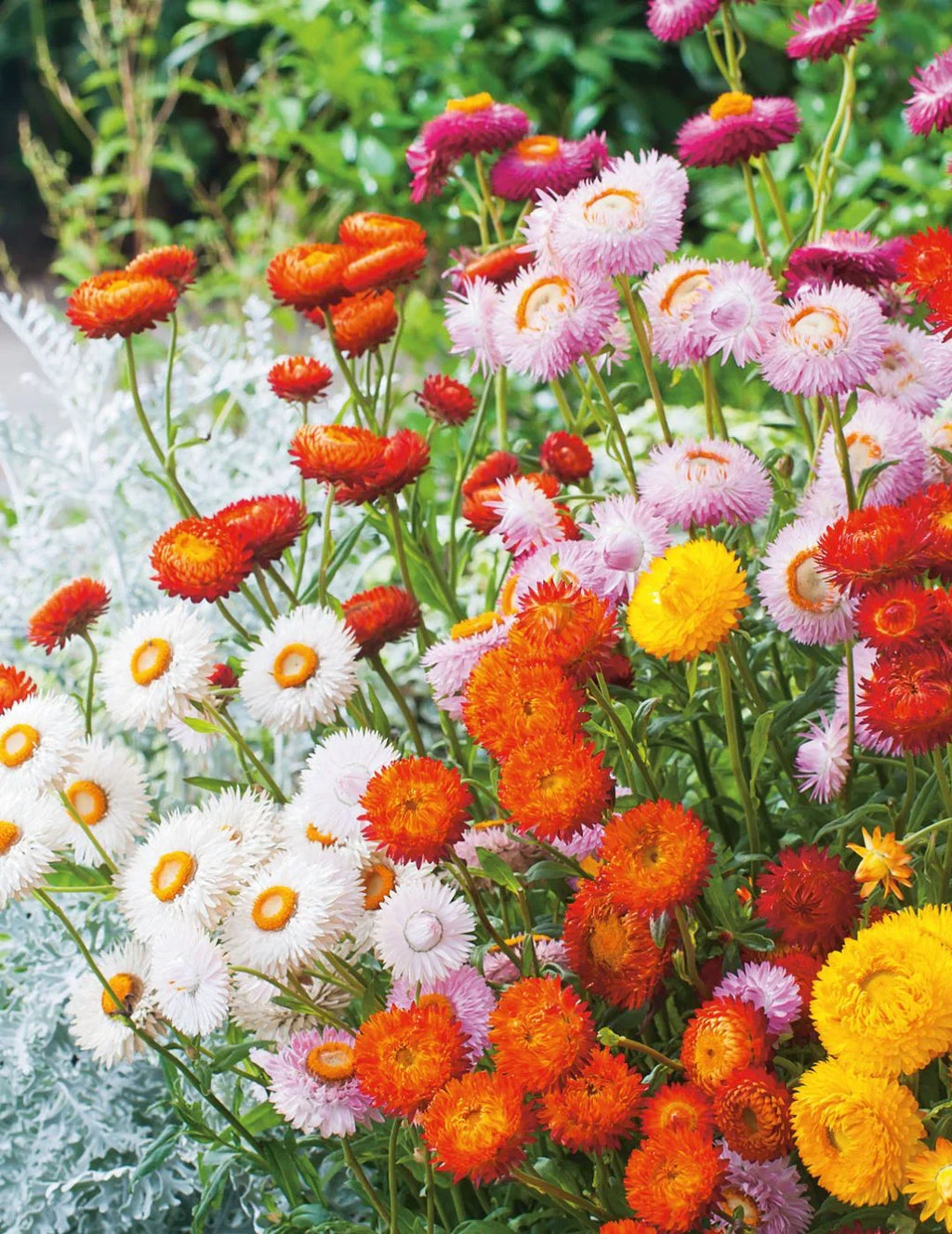 Premium Mixed Straw Flower seeds for Planting Pollinator Friendly, Heirloom & GMO Free Seeds for Home Garden seeds