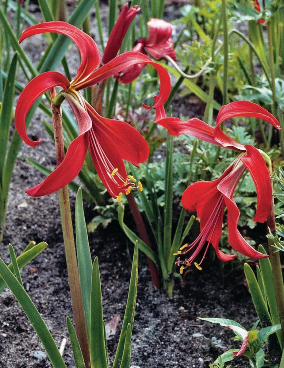 High quality Sprekelia Flower seeds for Planting Perfect for Borders, Heirloom & GMO Free Seeds for Home Garden seeds pack