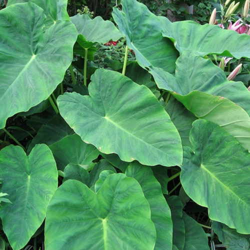 Colocasia Flower seeds for Planting Low Maintenance Heirloom & GMO Free Seeds for Home Garden seeds for planting