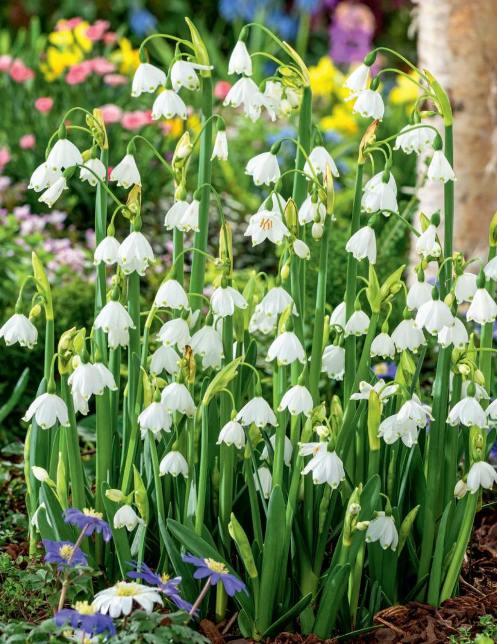 Premium White Rich Aroma Flower seeds for Planting Colorful Display, Heirloom & GMO Free Seeds for Home Garden seeds