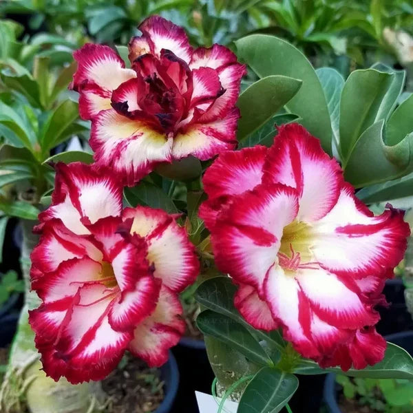 Cream Pink Adenium Flower seeds for Planting Long Bloom Season, Heirloom & GMO Free Seeds for Home Garden vegetable and garden seeds