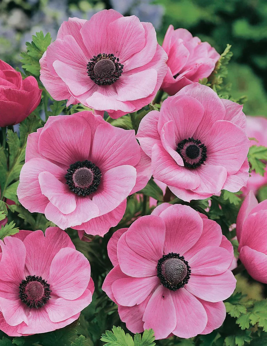 High quality Anemone Flower seeds for Planting Vibrant Colors, Heirloom & GMO Free Seeds for Home Garden seeds pack