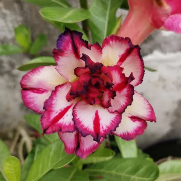 Premium Cream Pink Adenium Flower seeds for Planting Long Bloom Season, Heirloom & GMO Free Seeds for Home Garden seeds
