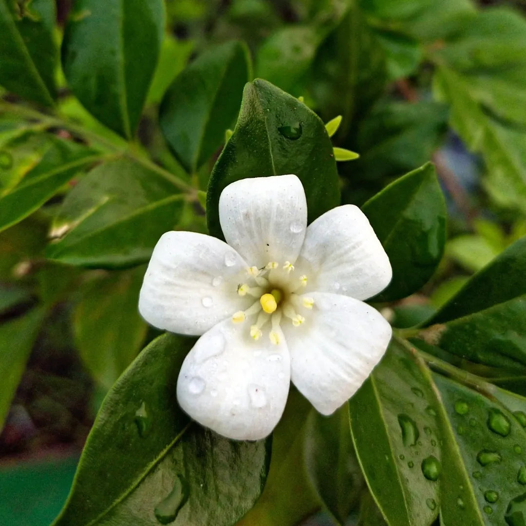 Murraya Paniculata Flower seeds for Planting, Hardy Variety Heirloom & GMO Free Seeds for Home Garden