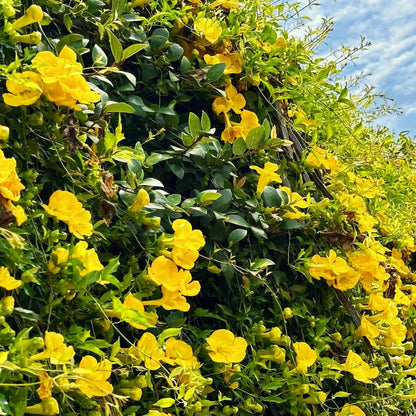Dolichandra (Dolichandra Flower) seeds for planting in home garden