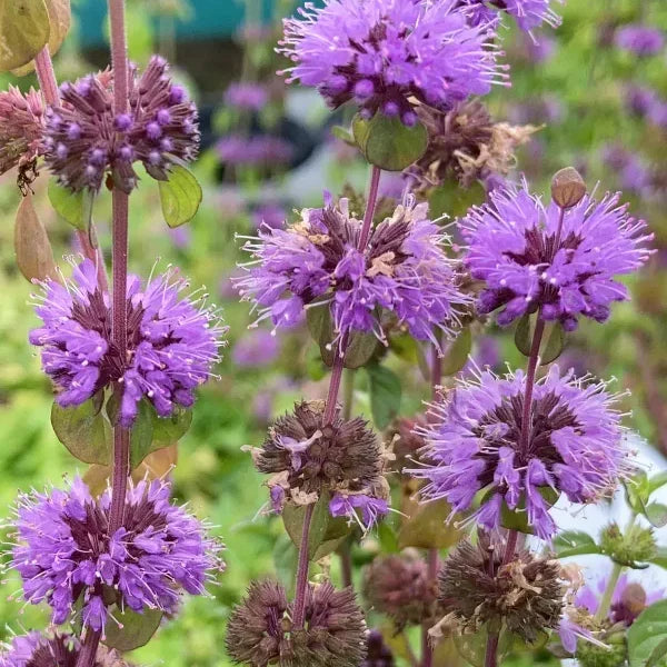 Pennyroyal Flower seeds for Planting Sun Loving Heirloom & GMO Free Seeds for Home Garden