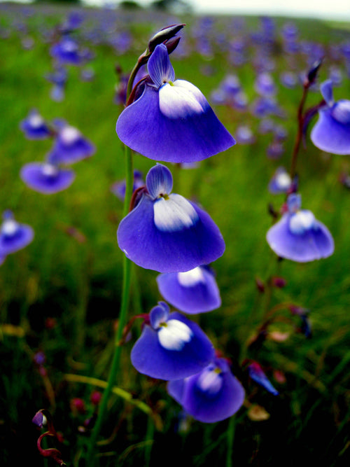 Premium Blue Utricularia Flower seeds for Planting Seasonal Bloomer, Heirloom & GMO Free Seeds for Home Garden seeds