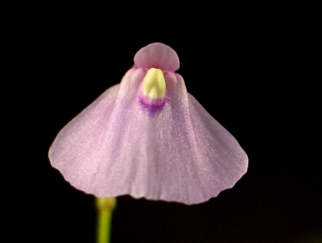 Premium Utricularia Arenaria Flower seeds for Planting Cottage Garden Essential, Heirloom & GMO Free Seeds for Home Garden seeds