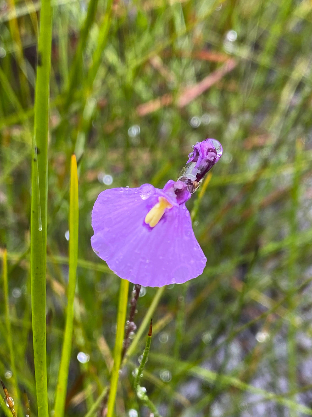 Utricularia Arenaria Flower seeds for Planting Cottage Garden Essential, Heirloom & GMO Free Seeds for Home Garden seeds for planting